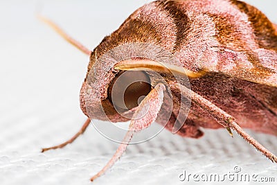 Close up of Sphingidae family of moths Stock Photo