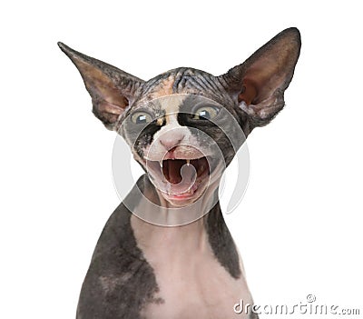 Close up of a Sphynx kitten threatening Stock Photo