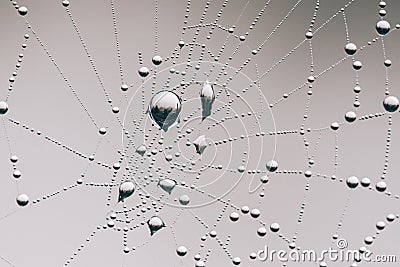 A close-up of a spider`s web with morning dewy drops Stock Photo