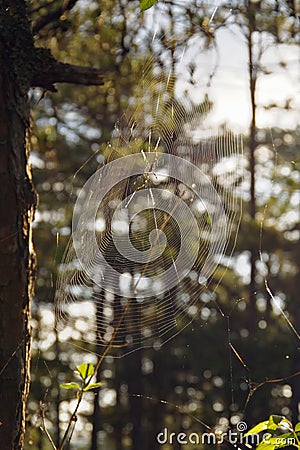 Close up of a spider web with water drops, dew Stock Photo