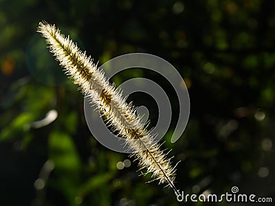 Close up of a spike with blurred background backlight Stock Photo