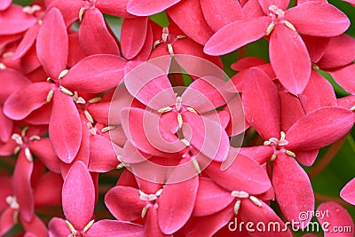 Close up of spike flowers group Stock Photo