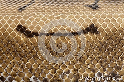 Close-up of Spinner Python, Royal python skin Stock Photo