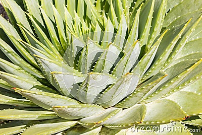 Spiral aloe cactus leaves Stock Photo
