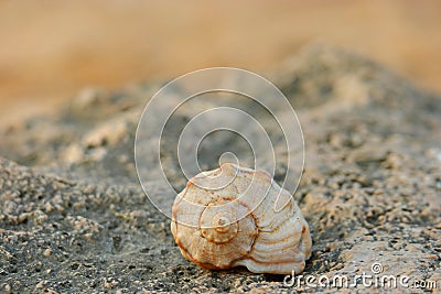 Close-up of spiral sea shell on the coast rock Stock Photo