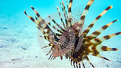 Close-up of a Spotfin Lionfish Pterois Antennata, Maldives. Stock Photo