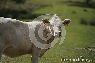 Close up of a spotted cow. in the background a herd of cows grazes in the meadow Stock Photo