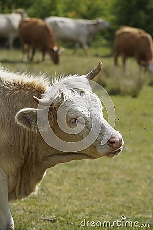 Close up of a spotted cow. in the background a herd of cows grazes in the meadow Stock Photo