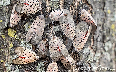 Close-up of Spotted Lanternflies on Tree Stock Photo