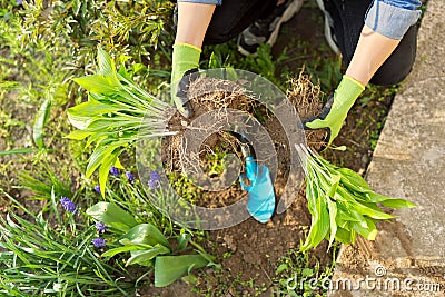 Close-up of spring dividing and planting bush of hosta plant in ground Stock Photo