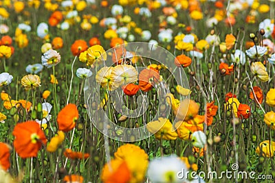 Close up of spring field with blooming poppies background. Freshness springtime wallpaper. Organic farmland garden Stock Photo