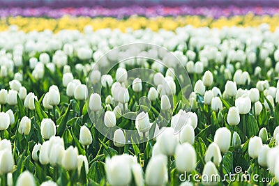 Close up of spring field with blooming tulips background. Freshness springtime wallpaper with blossom flowers. Soft blur Stock Photo