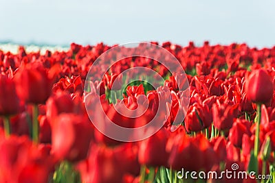 Close up of spring field with blooming tulips background. Freshness springtime wallpaper with blossom flowers. Soft blur Stock Photo