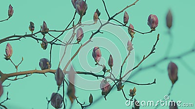 Spring Flowering. Beautiful Blooming Pink Magnolia Tree On Spring Day. Stock Photo