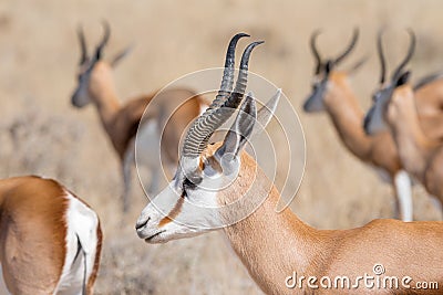 Close-up of a springbok, Antidorcas marsupial Stock Photo