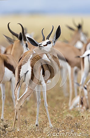 Close-up of a springbok standing in a herd looking back Stock Photo