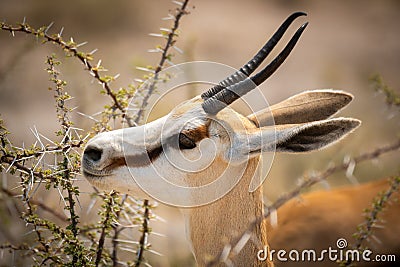 Close-up of springbok standing munching on thornbush Stock Photo