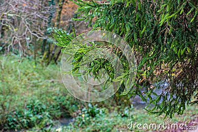 Close up of spruce branch Stock Photo