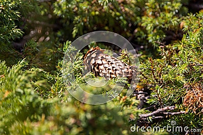 Close up of spruce cone, centered with shallow depth of field, fallen in a meadow, surrounded by green pine branches Stock Photo