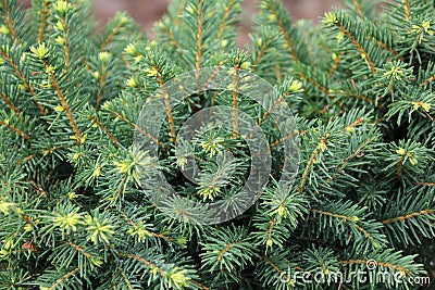 Close-up of spruce Picea glauca Stock Photo