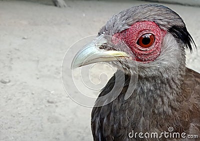 Close up of spurfowl Stock Photo