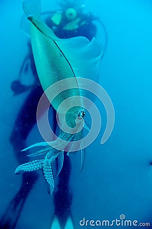 An close up squid cuttlefish with a scuba diver looks like 20.000 leagues under the sea Stock Photo