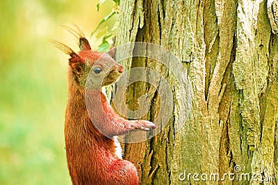 Squirrel eating for the hard winter Stock Photo