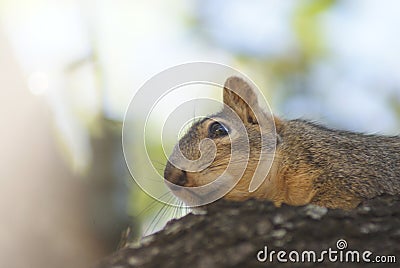 Close up of a squirrel resting in a tree Stock Photo