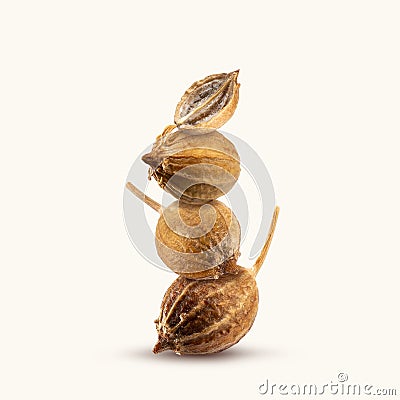 Close-up of a stack of Organic dried coriander seeds, whole and sliced on a beige background.Tower of picy and Fragrant Seasoning Stock Photo