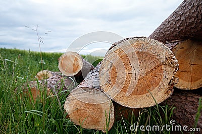 Close up of stacked tree trunks in a meadow Stock Photo