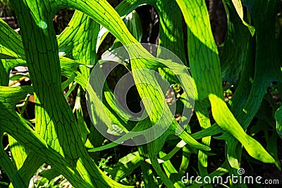 Close Up of Staghorn Fern Leaf Stock Photo