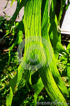 Close Up of Staghorn Fern Leaf Stock Photo