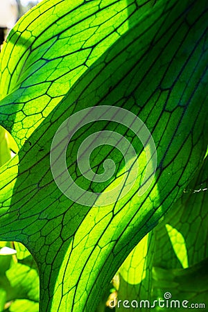 Close Up of Staghorn Fern Leaf Stock Photo