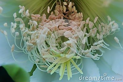 Close up stamen and stigma of cereus cactus flower Stock Photo