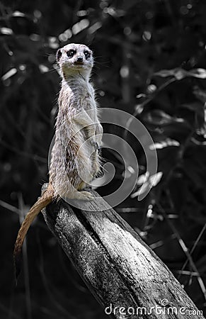 Close-up of a standing meerkat Stock Photo