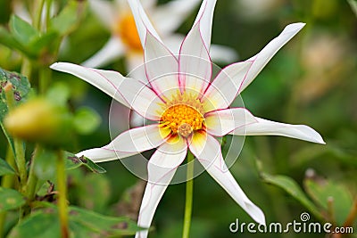 Star shaped dahlia Honka Fragile white bloom in garden. Bokeh Stock Photo