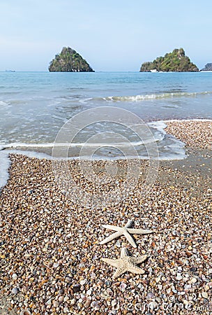 Close up starfishs and shells on sandy beach Stock Photo