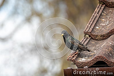 Close up of starling perched on roof edge Stock Photo