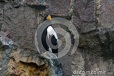 Close up of a Steller`s sea eagle on the rocks. Stock Photo