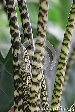 Close up of the stems of an Alocasia zebrina Stock Photo