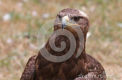 Close up of a Steppe Eagle Stock Photo