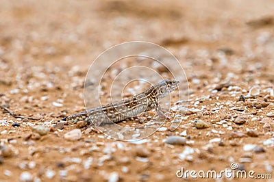 Close up of steppe-runner or Eremias arguta Stock Photo