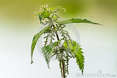 Close up of a stiging nettle Urtica dioica Stock Photo