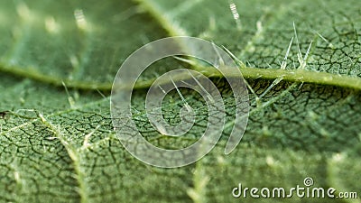 Close up of of stinging nettle leaf - trichome hairs or spicules Stock Photo