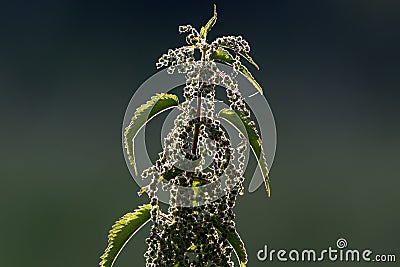 Stinging nettle plant Stock Photo