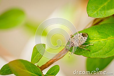 Close up of stinky bug on green leaf Stock Photo