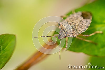 Close up of stinky bug on green leaf Stock Photo