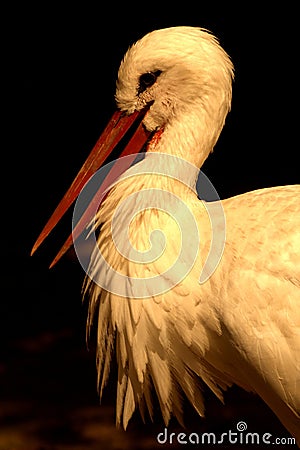 Close up of a stork / Ciconiidae Stock Photo