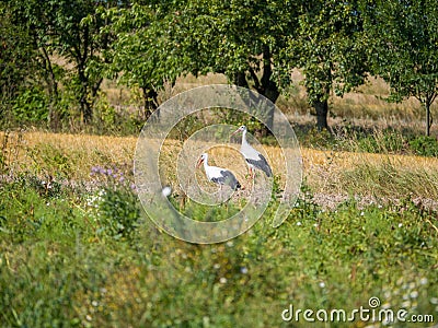 Close up of storks standing in a meadow Stock Photo