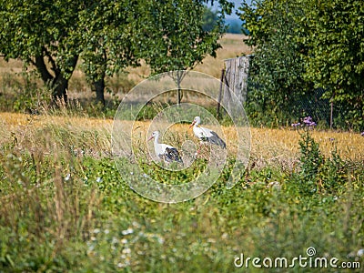 Close up of storks standing in a meadow Stock Photo